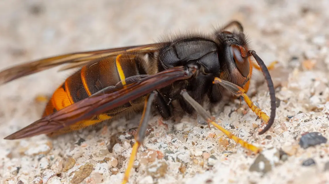 O perigo da vespa asiática 